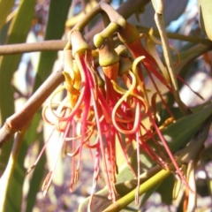 Amyema pendula subsp. pendula (Drooping Mistletoe) at Percival Hill - 27 Oct 2007 by gavinlongmuir