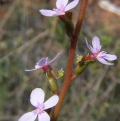 Stylidium graminifolium (Grass Triggerplant) at Nicholls, ACT - 7 Nov 2004 by gavinlongmuir