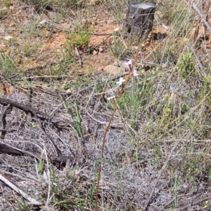 Stylidium graminifolium at Nicholls, ACT - 7 Nov 2004