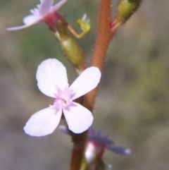 Stylidium graminifolium at Nicholls, ACT - 7 Nov 2004 03:45 PM