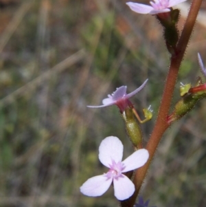 Stylidium graminifolium at Nicholls, ACT - 7 Nov 2004 03:45 PM