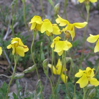 Goodenia pinnatifida (Scrambled Eggs) at Percival Hill - 20 Oct 2007 by gavinlongmuir