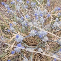 Eryngium ovinum (Blue Devil) at Percival Hill - 31 Jan 2004 by gavinlongmuir