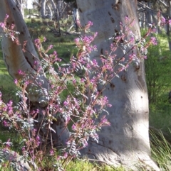 Indigofera australis subsp. australis (Australian Indigo) at Percival Hill - 15 Oct 2005 by gavinlongmuir