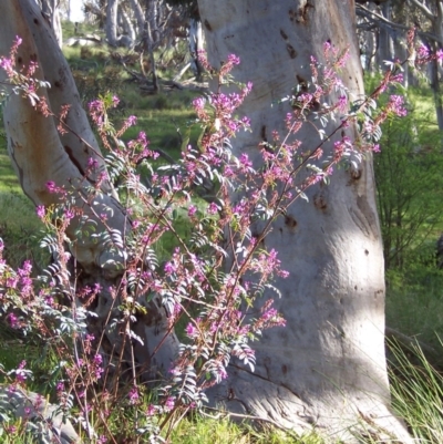 Indigofera australis subsp. australis (Australian Indigo) at Nicholls, ACT - 15 Oct 2005 by gavinlongmuir