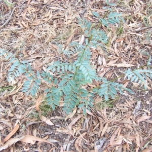 Indigofera australis subsp. australis at Nicholls, ACT - 31 Jan 2004