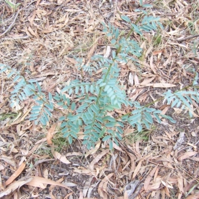 Indigofera australis subsp. australis (Australian Indigo) at Nicholls, ACT - 31 Jan 2004 by gavinlongmuir