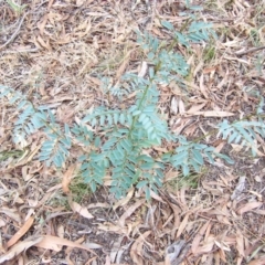 Indigofera australis subsp. australis (Australian Indigo) at Percival Hill - 31 Jan 2004 by gavinlongmuir