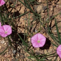 Convolvulus angustissimus subsp. angustissimus (Australian Bindweed) at Nicholls, ACT - 7 Nov 2004 by gavinlongmuir