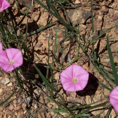 Convolvulus angustissimus subsp. angustissimus (Australian Bindweed) at Nicholls, ACT - 7 Nov 2004 by gavinlongmuir