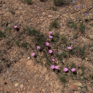 Convolvulus angustissimus subsp. angustissimus at Nicholls, ACT - 7 Nov 2004