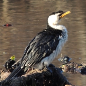 Microcarbo melanoleucos at Canberra, ACT - 8 Jul 2015