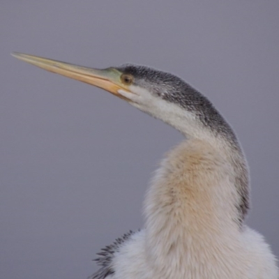 Anhinga novaehollandiae (Australasian Darter) at Parkes, ACT - 8 Jul 2015 by MichaelBedingfield