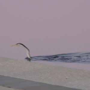 Anhinga novaehollandiae at Parkes, ACT - 8 Jul 2015