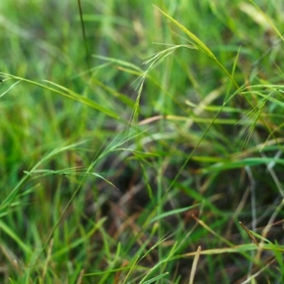 Microlaena stipoides (Weeping Grass) at Conder, ACT - 20 Apr 2000 by michaelb