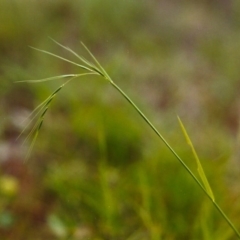 Microlaena stipoides (Weeping Grass) at Rob Roy Range - 2 Dec 2008 by michaelb