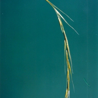 Microlaena stipoides (Weeping Grass) at Theodore, ACT - 27 Jan 2000 by MichaelBedingfield