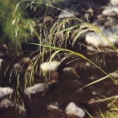 Lachnagrostis filiformis (Blown Grass) at Greenway, ACT - 6 Feb 2007 by michaelb