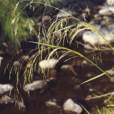 Lachnagrostis filiformis (Blown Grass) at Greenway, ACT - 7 Feb 2007 by MichaelBedingfield