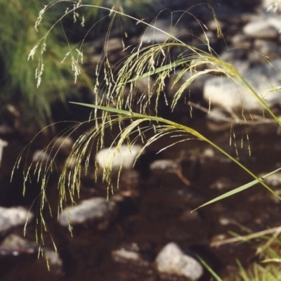 Lachnagrostis filiformis (Blown Grass) at Greenway, ACT - 6 Feb 2007 by michaelb