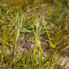 Lachnagrostis filiformis (Blown Grass) at Conder, ACT - 1 Dec 1999 by michaelb