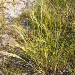 Lachnagrostis filiformis at Conder, ACT - 2 Dec 1999