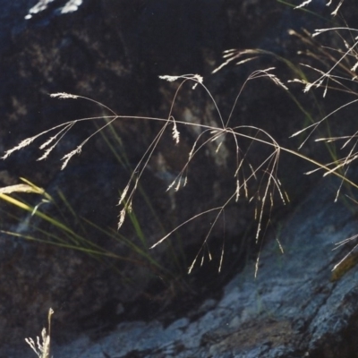 Lachnagrostis filiformis (Blown Grass) at Greenway, ACT - 23 Nov 2006 by MichaelBedingfield