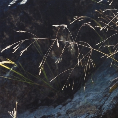 Lachnagrostis filiformis (Blown Grass) at Greenway, ACT - 22 Nov 2006 by michaelb