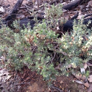 Melichrus urceolatus at Nicholls, ACT - 13 Jul 2015 12:50 PM