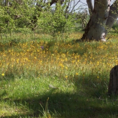 Bulbine bulbosa (Golden Lily) at Percival Hill - 17 Oct 2003 by gavinlongmuir