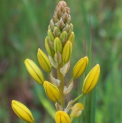 Bulbine bulbosa (Golden Lily, Bulbine Lily) at Nicholls, ACT - 26 Oct 2003 by gavinlongmuir