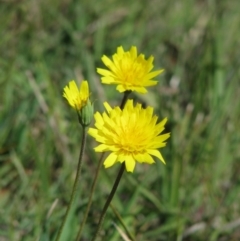 Microseris walteri (Yam Daisy, Murnong) at Nicholls, ACT - 30 Sep 2007 by gavinlongmuir