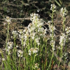 Stackhousia monogyna (Creamy Candles) at Percival Hill - 13 Oct 2007 by gavinlongmuir