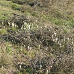 Stackhousia monogyna (Creamy Candles) at Percival Hill - 13 Oct 2007 by gavinlongmuir