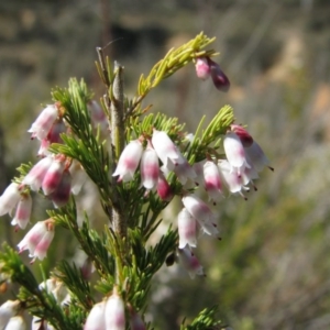 Erica lusitanica at Nicholls, ACT - 20 Sep 2008