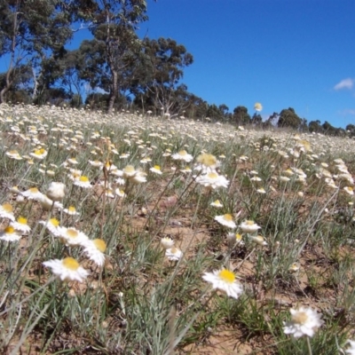 Leucochrysum albicans subsp. tricolor (Hoary Sunray) at Nicholls, ACT - 7 Nov 2004 by gavinlongmuir