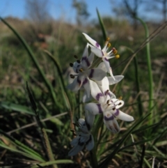 Wurmbea dioica subsp. dioica (Early Nancy) at Nicholls, ACT - 21 Sep 2008 by gavinlongmuir