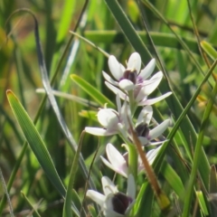 Wurmbea dioica subsp. dioica (Early Nancy) at Percival Hill - 21 Sep 2014 by gavinlongmuir