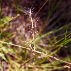 Aristida ramosa (Purple Wire Grass) at Conder, ACT - 17 Dec 1999 by MichaelBedingfield