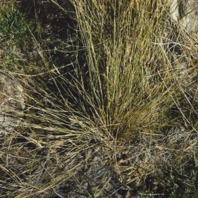 Aristida ramosa (Purple Wire Grass) at Bonython, ACT - 29 Jan 2007 by MichaelBedingfield