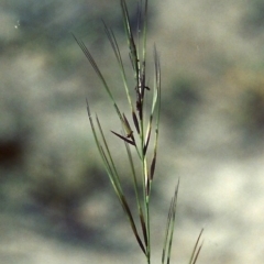 Aristida ramosa (Purple Wire Grass) at Conder, ACT - 29 Jan 2007 by MichaelBedingfield