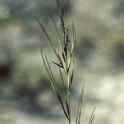 Aristida ramosa (Purple Wire Grass) at Tuggeranong Hill - 28 Jan 2007 by michaelb