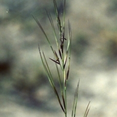 Aristida ramosa (Purple Wire Grass) at Conder, ACT - 28 Jan 2007 by michaelb