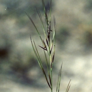 Aristida ramosa at Conder, ACT - 29 Jan 2007