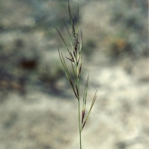 Aristida ramosa at Conder, ACT - 29 Jan 2007 12:00 AM