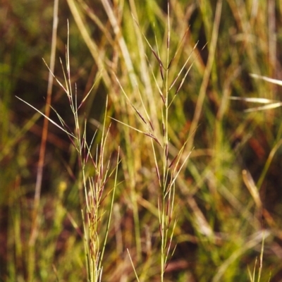 Aristida ramosa (Purple Wire Grass) at Rob Roy Range - 30 Nov 2000 by michaelb