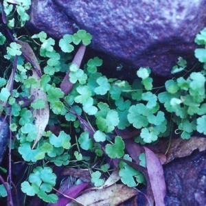 Hydrocotyle sibthorpioides at Conder, ACT - 29 Jan 2001 12:00 AM