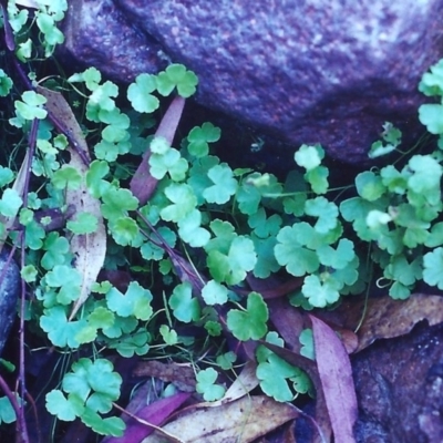 Hydrocotyle sibthorpioides (A Pennywort) at Rob Roy Range - 28 Jan 2001 by michaelb