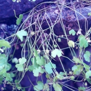 Hydrocotyle sibthorpioides at Conder, ACT - 29 Jan 2001 12:00 AM