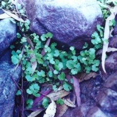 Hydrocotyle sibthorpioides at Conder, ACT - 29 Jan 2001 12:00 AM